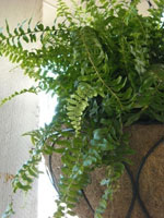 boston-fern