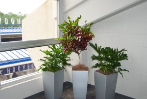 Plant Rentals in Pots