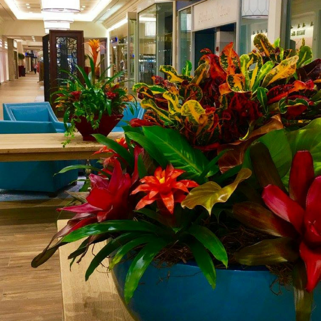 Bromeliad Croton Arrangement