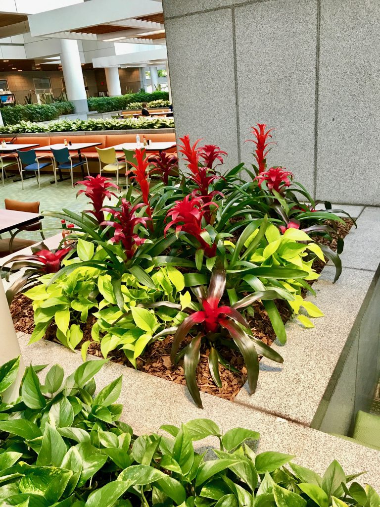 red bromeliads and green pothos