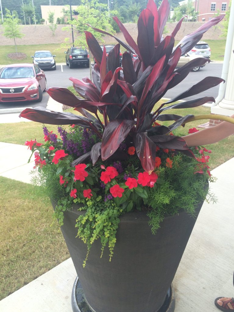 Exterior pot with cordyline