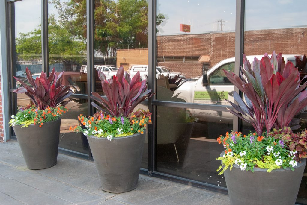 Exterior landscaping with cordyline