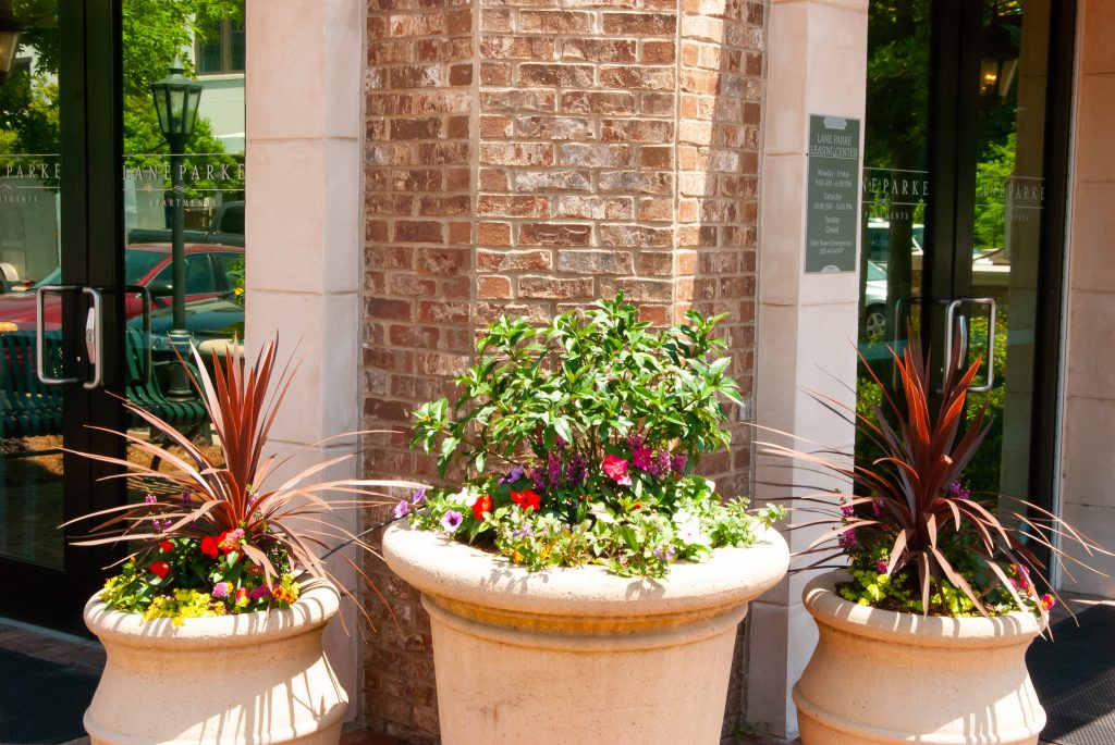 Exterior pots with cordyline