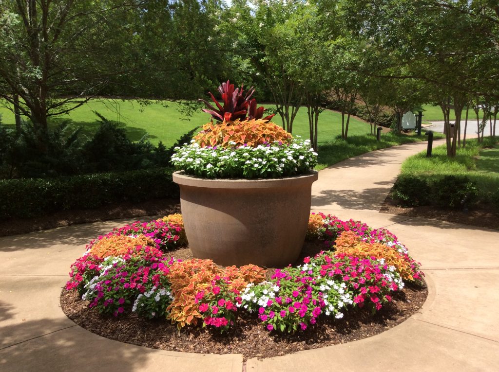 Exterior pot and flowerbed with cordyline